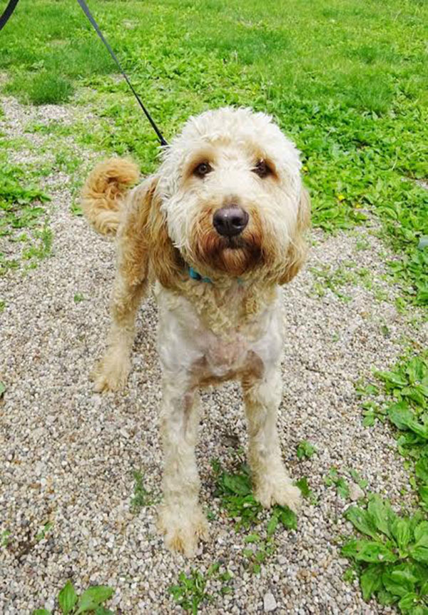 เปิดชีวิตบัดดี้ สุนัขถูกทิ้ง พร้อมโน้ตจากใจเจ้าของเก่า