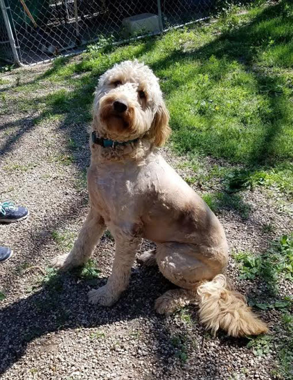 เปิดชีวิตบัดดี้ สุนัขถูกทิ้ง พร้อมโน้ตจากใจเจ้าของเก่า