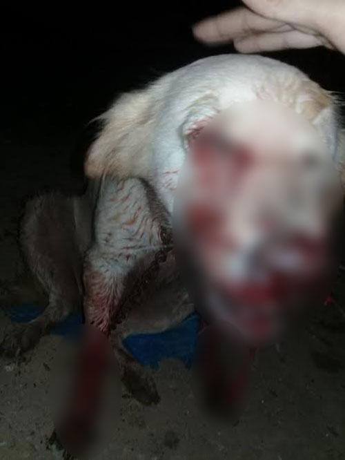 เพื่อนบ้านถูกสุนัขกัด ไม่พอใจคว้าปืนยิงหมาถึงหน้าบ้าน