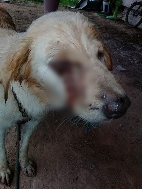 เพื่อนบ้านถูกสุนัขกัด ไม่พอใจคว้าปืนยิงหมาถึงหน้าบ้าน