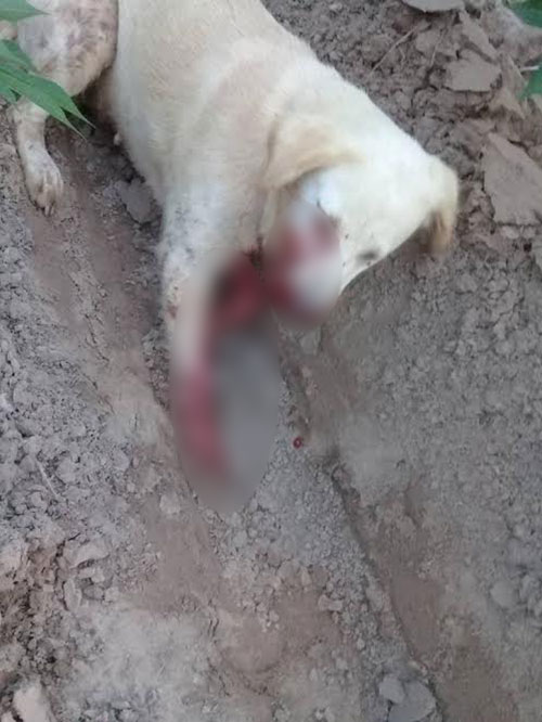 เพื่อนบ้านถูกสุนัขกัด ไม่พอใจคว้าปืนยิงหมาถึงหน้าบ้าน