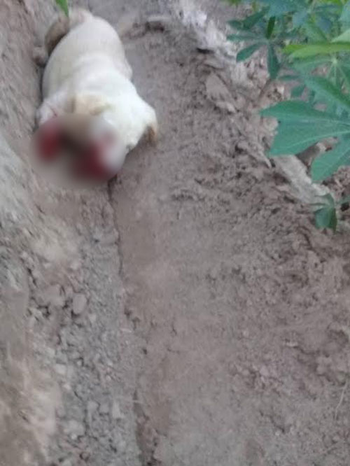 เพื่อนบ้านถูกสุนัขกัด ไม่พอใจคว้าปืนยิงหมาถึงหน้าบ้าน