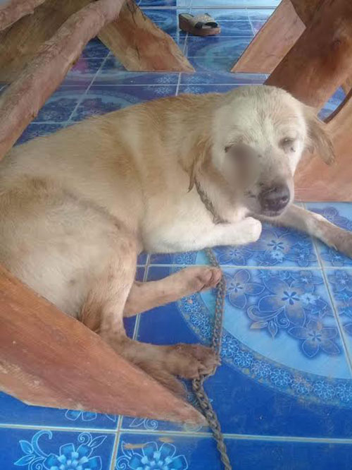 เพื่อนบ้านถูกสุนัขกัด ไม่พอใจคว้าปืนยิงหมาถึงหน้าบ้าน