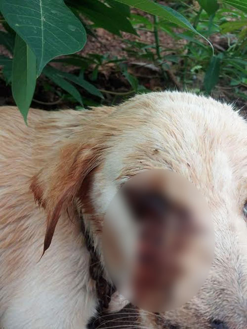 เพื่อนบ้านถูกสุนัขกัด ไม่พอใจคว้าปืนยิงหมาถึงหน้าบ้าน