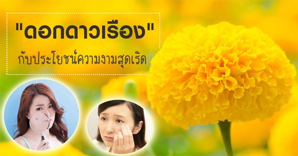 ดอกดาวเรือง