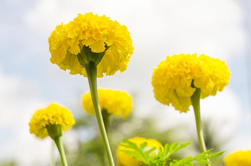 ดอกดาวเรือง