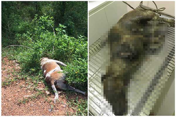 พระขี่รถลากหมา