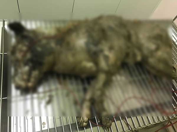 พระขี่รถลากหมา