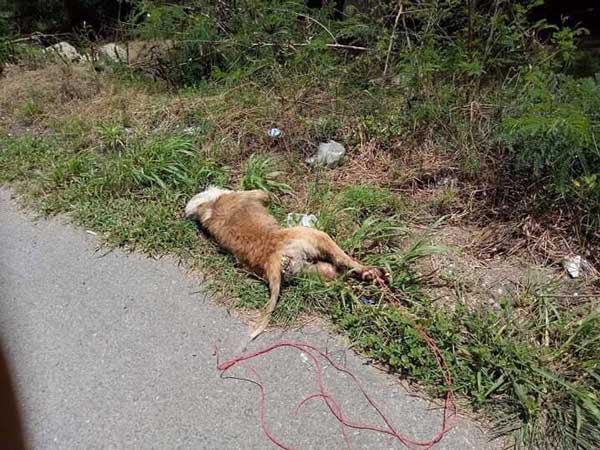 พระขี่รถลากหมา