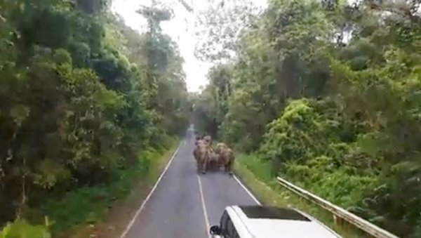 ช้างป่าเขาใหญ่