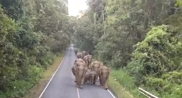 ช้างป่าเขาใหญ่