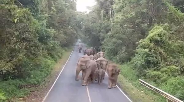 ช้างป่าเขาใหญ่