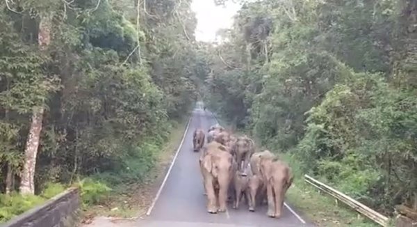 ช้างป่าเขาใหญ่