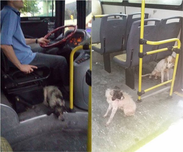 สุนัขจรจัด