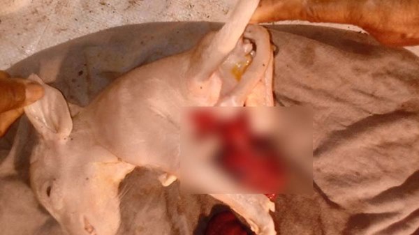 ลูกหมูประหลาด เกิดมามี 6 ขา