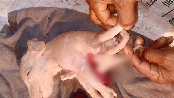 ลูกหมูประหลาด เกิดมามี 6 ขา