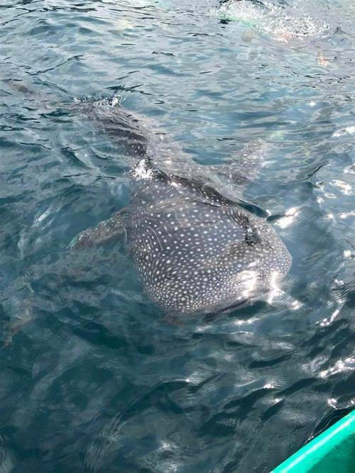 ฉลามวาฬ