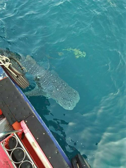 ฉลามวาฬ