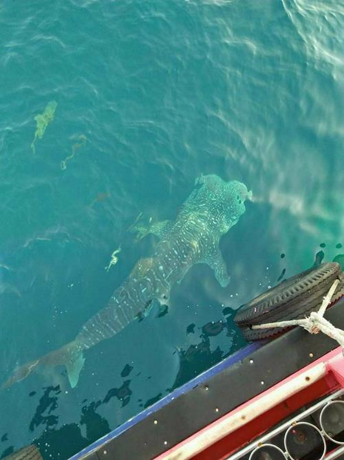 ฉลามวาฬ