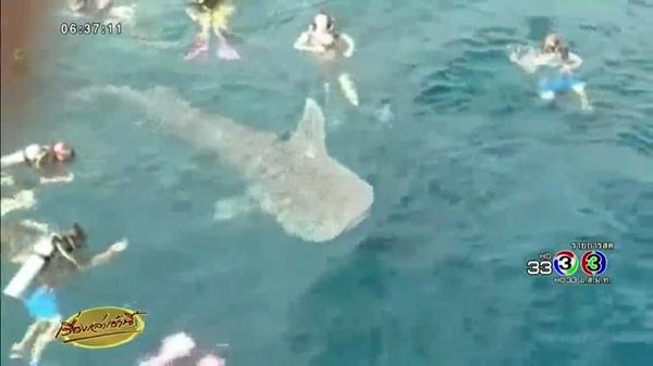 ฉลามวาฬ