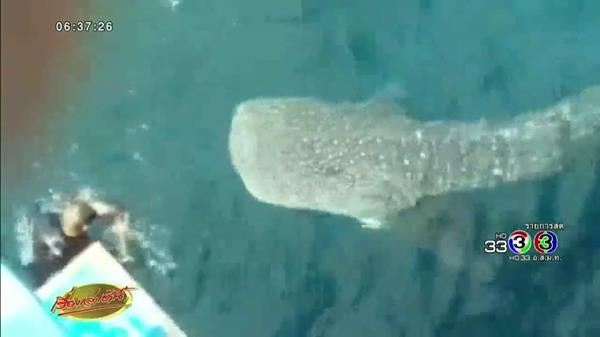 ฉลามวาฬ