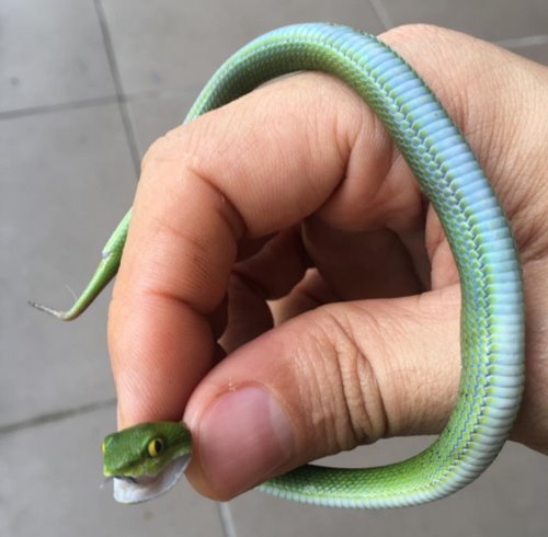 แอนดริว เกร้กสัน