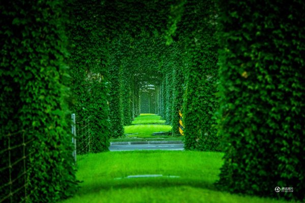 อุโมงค์ไม้เลื้อย