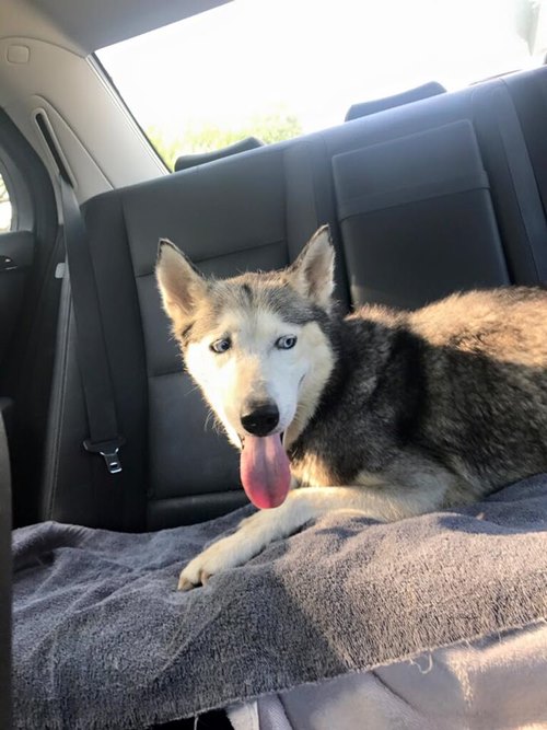 สุนัขคลอดลูกบนรถ