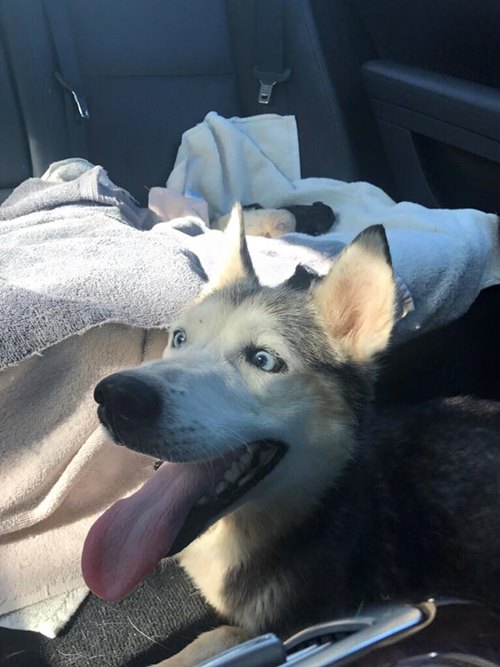 สุนัขคลอดลูกบนรถ