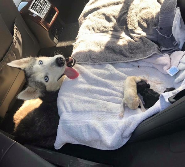 สุนัขคลอดลูกบนรถ