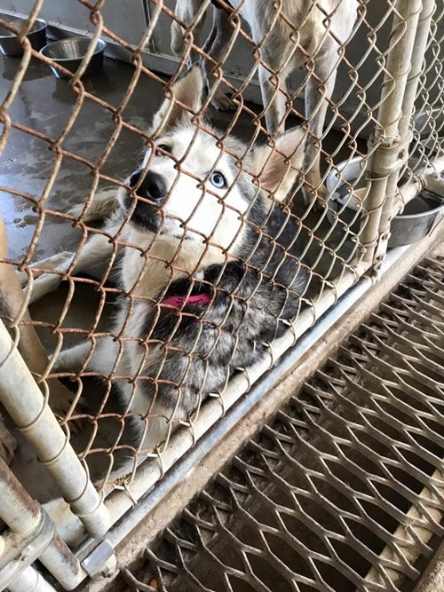 สุนัขคลอดลูกบนรถ