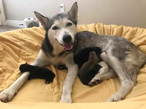 สุนัขคลอดลูกบนรถ