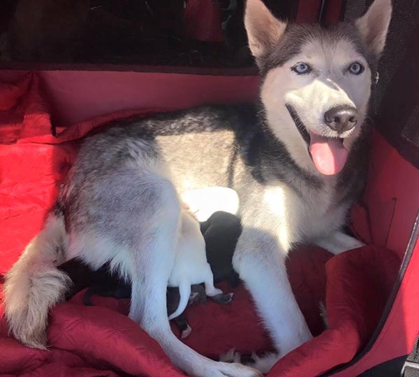 สุนัขคลอดลูกบนรถ