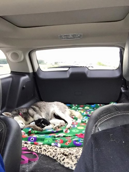 สุนัขคลอดลูกบนรถ