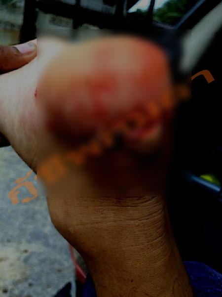 ปลากัดนักท่องเที่ยว ที่ภูเก็ต