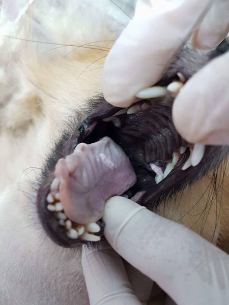 นักศึกษาแพทย์ฆ่าหมาเอาเงินประกัน