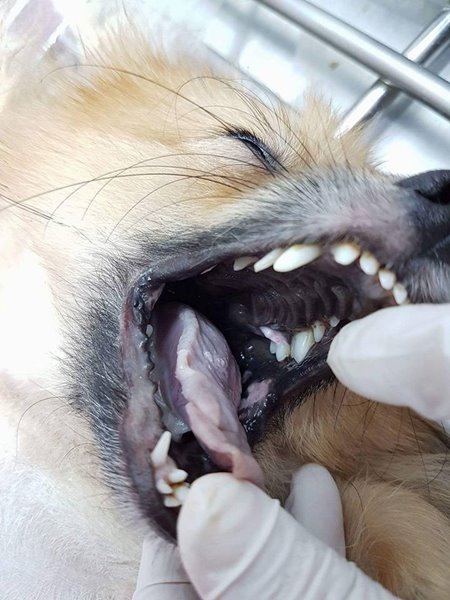 นักศึกษาแพทย์ฆ่าหมาเอาเงินประกัน