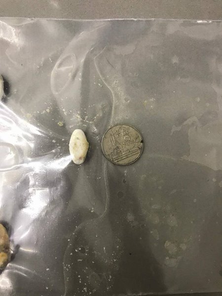 นักศึกษาแพทย์ฆ่าหมาเอาเงินประกัน