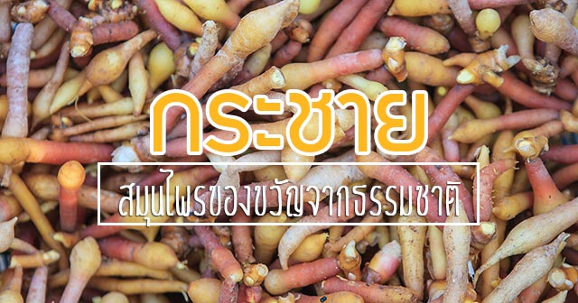 กระชาย