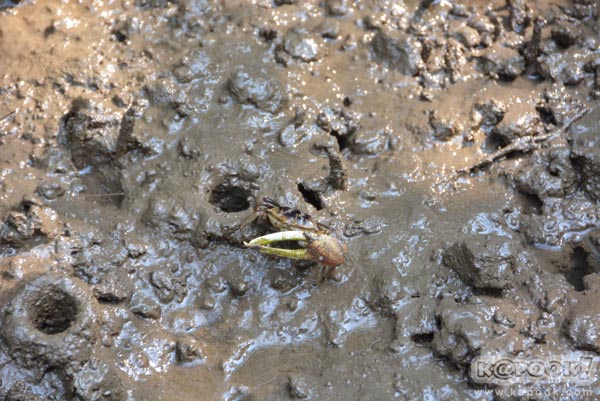 เที่ยวตราด