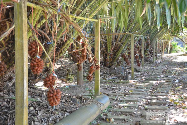 เที่ยวตราด