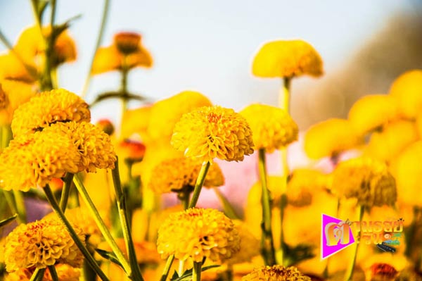 งานเบญจมาศบานในม่านหมอก