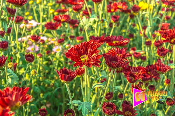 งานเบญจมาศบานในม่านหมอก