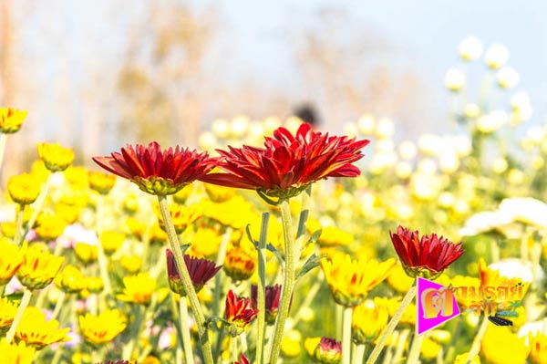 งานเบญจมาศบานในม่านหมอก