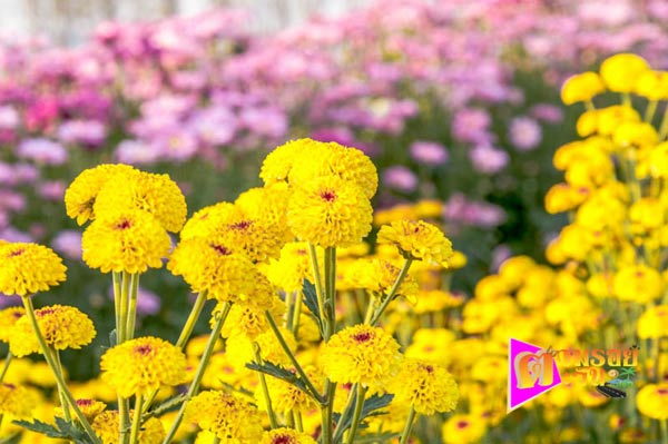 งานเบญจมาศบานในม่านหมอก