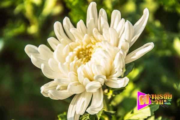 งานเบญจมาศบานในม่านหมอก