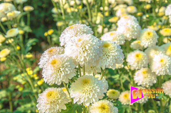 งานเบญจมาศบานในม่านหมอก