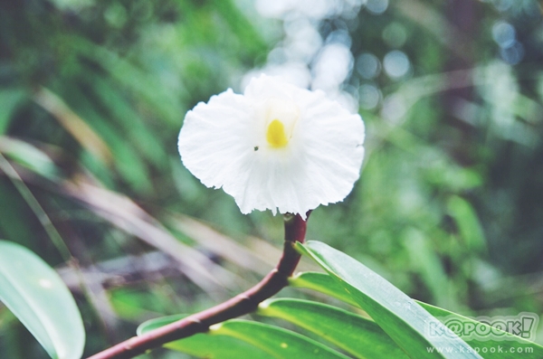 ภูสอยดาว