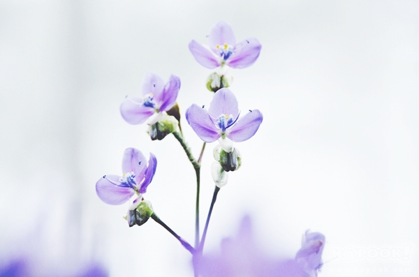 ภูสอยดาว