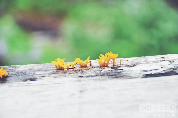 ภูสอยดาว